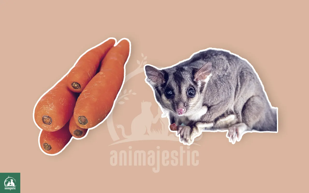 Can Sugar Gliders Eat Carrots?