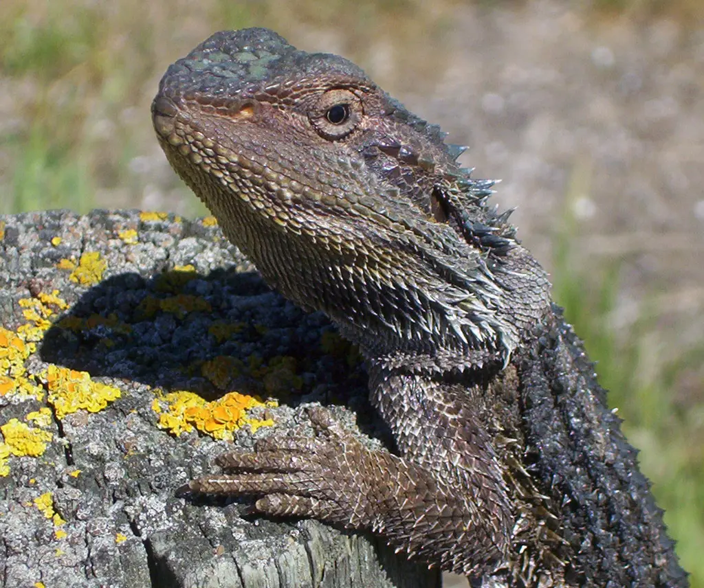 Things to Consider Before Adopting a Bearded Dragon
