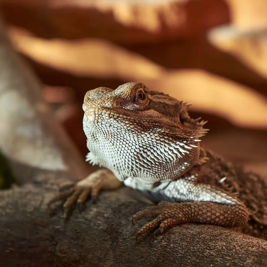 what are Bearded Dragons
