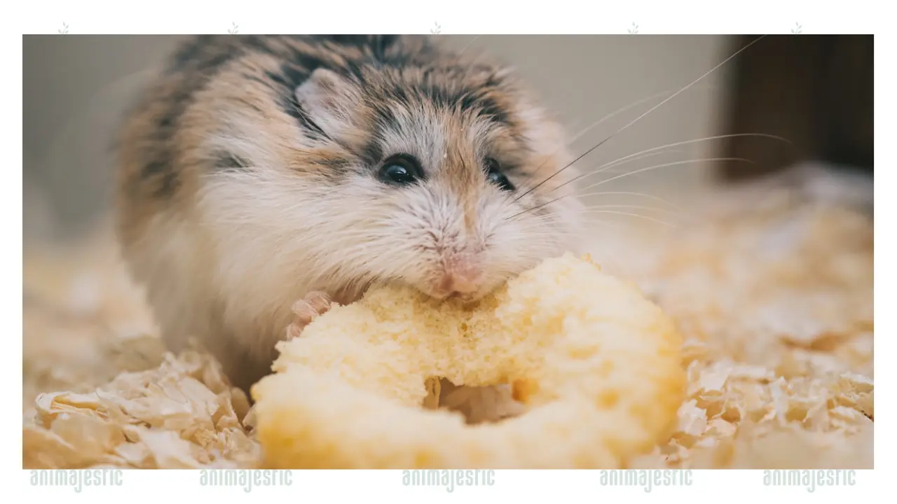 what should you feed your hamsters