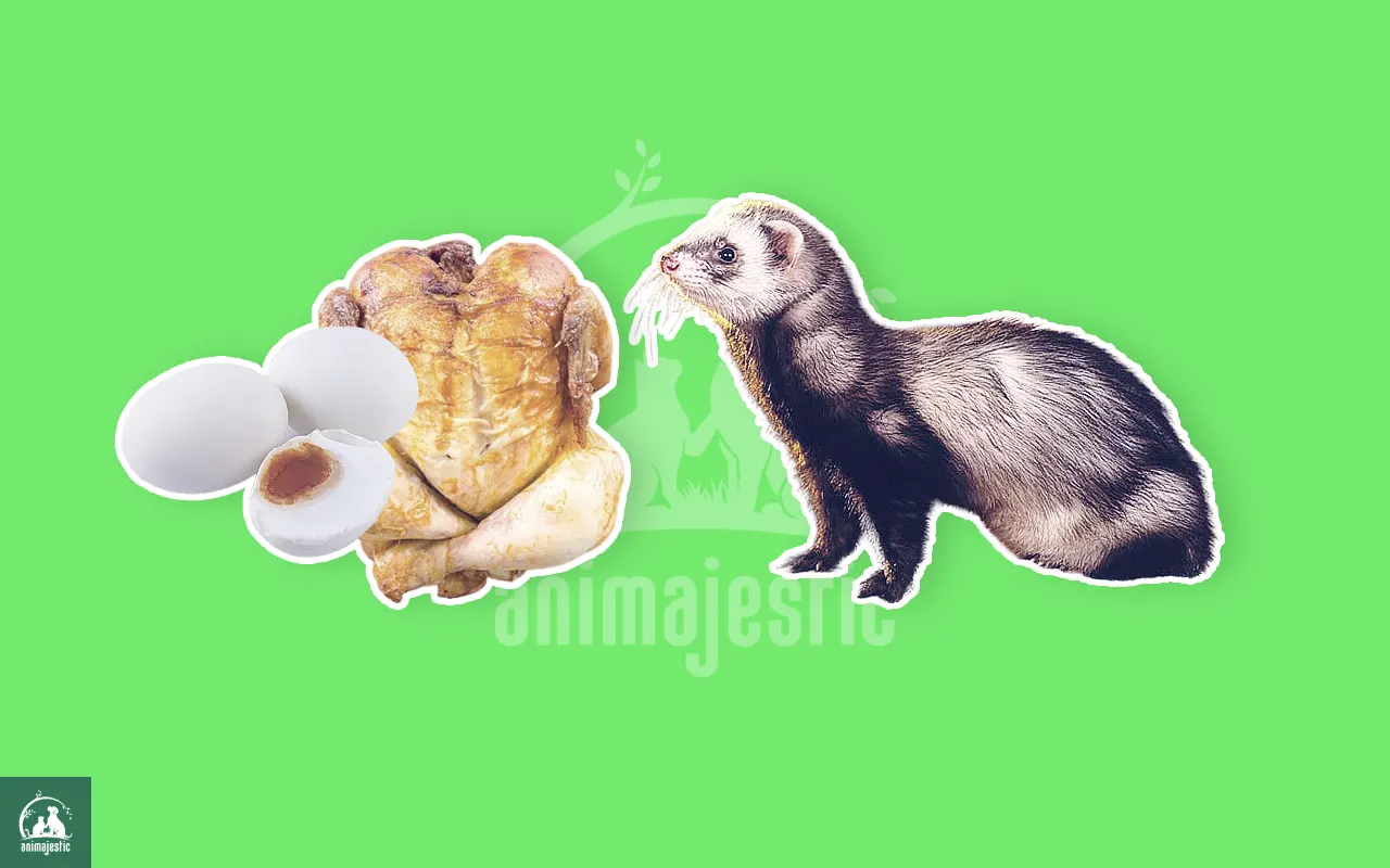 What Can Ferrets Eat