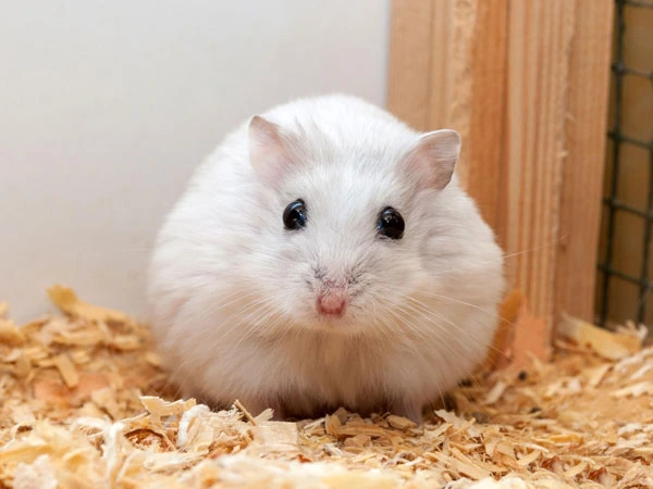 winter white hamsters