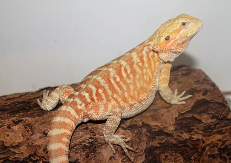 Health Issues in Hypomelanistic Bearded Dragons